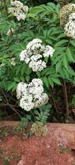 Viburnaceae