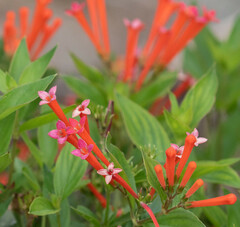 Bouvardia ternifolia