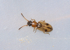 Psammoecus bipunctatus