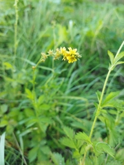Agrimonia eupatoria