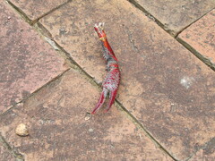 Procambarus clarkii