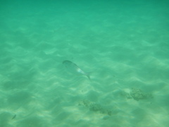 Seriola dumerili