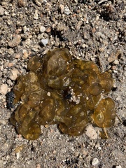 Nostocaceae