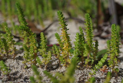 Crassula colorata