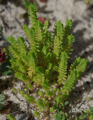 Crassula colorata
