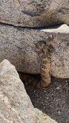 Crotalus pyrrhus