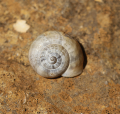 Pseudotachea splendida