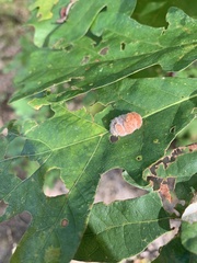 Druon quercusflocci