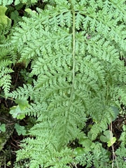Cystopteris montana