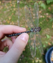 Aeshna subarctica