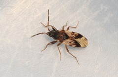 Scolopostethus affinis