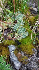 Saxifraga paniculata