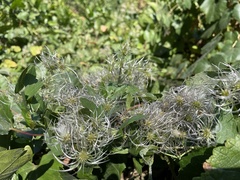 Clematis ligusticifolia