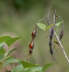 Erythrina flabelliformis