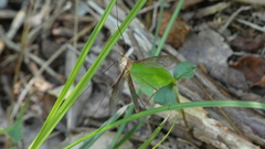 Tipula oleracea