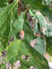 Druon quercusflocci