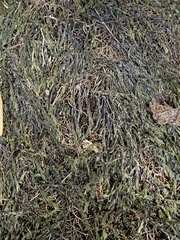 Pseudohygrohypnum eugyrium