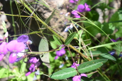 Desmodium batocaulon