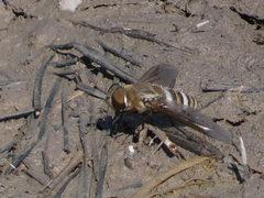 Exoprosopa brevirostris