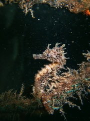 Hippocampus guttulatus