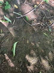 Pseudohygrohypnum eugyrium