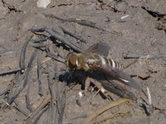 Exoprosopa brevirostris