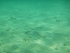 Seriola dumerili
