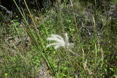 Digitaria californica
