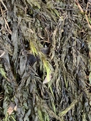 Pseudohygrohypnum eugyrium