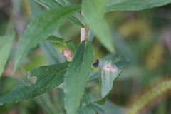 Asteromyia carbonifera