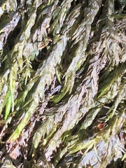 Pseudohygrohypnum eugyrium