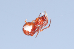 Argyrodes
