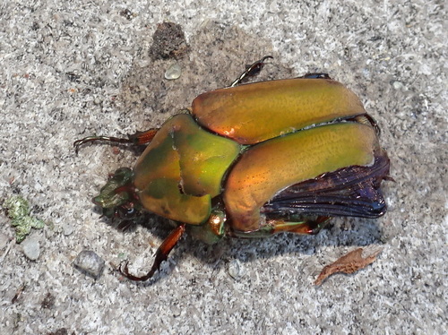 Common Green June Beetle, photo 2 of 10