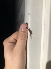 Plethodon cinereus image