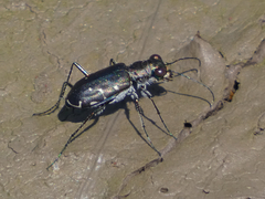 Cicindela punctulata