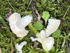 Hygrophorus eburneus