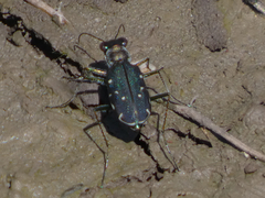 Cicindela punctulata
