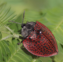 Cyrtonota textilis