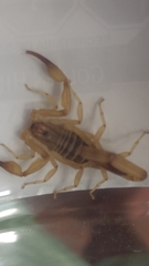 Centruroides elegans