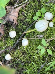 Hygrophorus eburneus