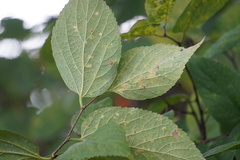 Pachypsylla celtidisvesicula