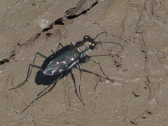Cicindela punctulata