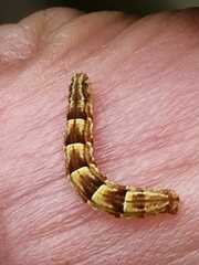 Eupithecia absinthiata