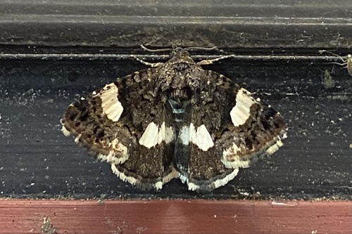 Four-spotted Moth photo 4