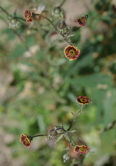 Osteospermum monstrosum