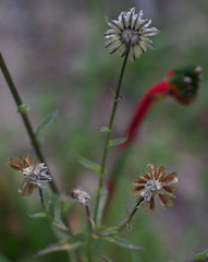 Osteospermum monstrosum