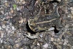 Incilius marmoreus