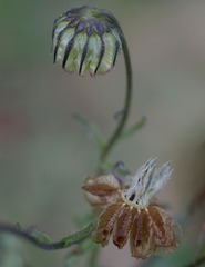 Osteospermum monstrosum