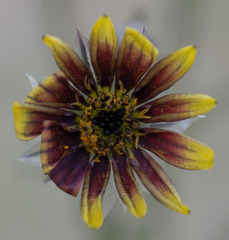 Osteospermum monstrosum