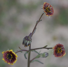 Osteospermum monstrosum